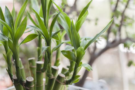 家裡放桃花|風水植物｜不只富貴竹！7款招財/招桃花植物推介+不可不知風水 